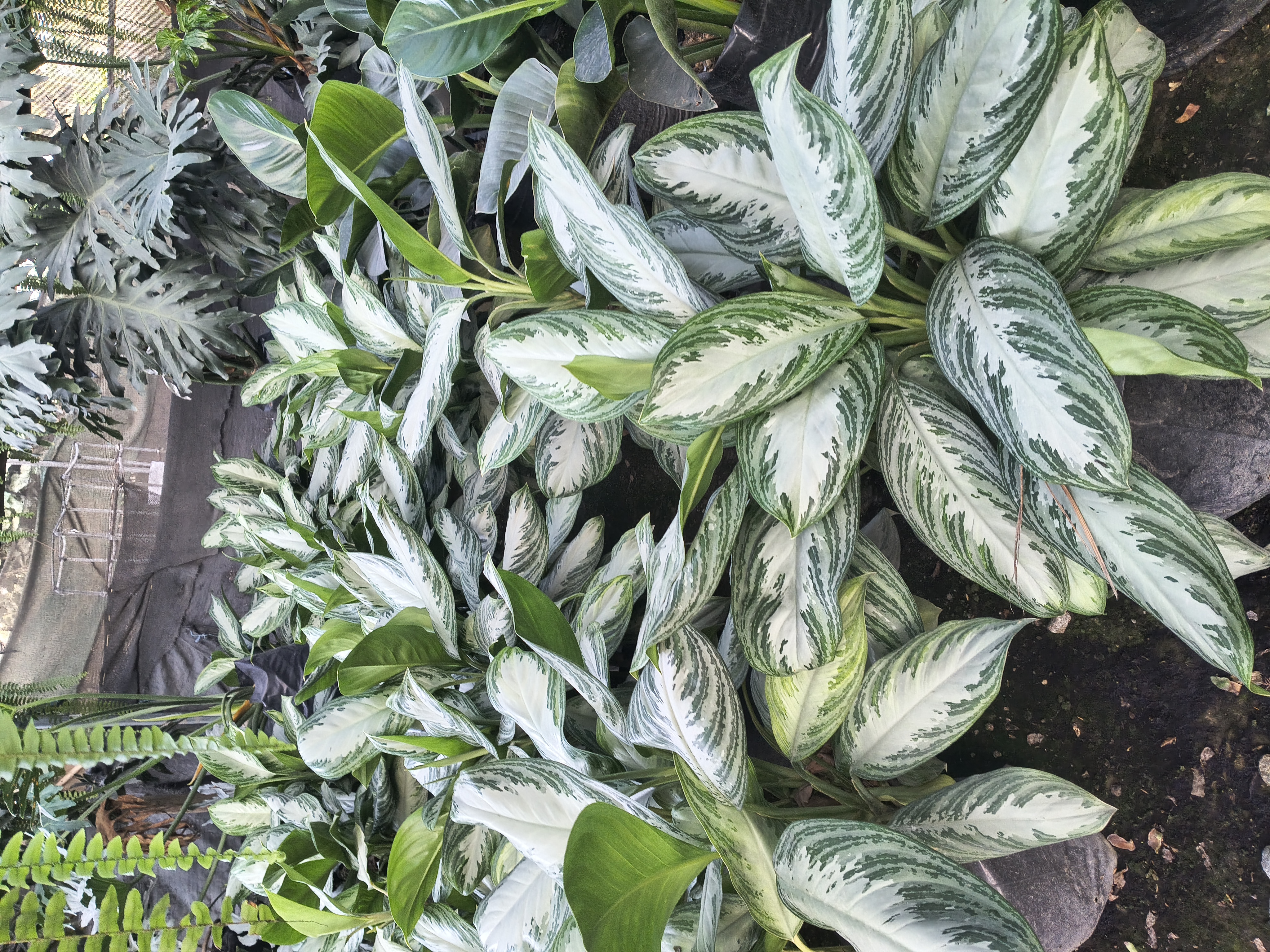 PLANTAS INTERIORES
